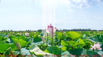 Tải file File gốc in tranh tổng hợp K49458 (gốc) chủ đề phong thủy