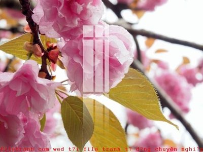 Mua file tranh gốc File gốc in tranh tổng hợp K49476 tại Filetranh.com