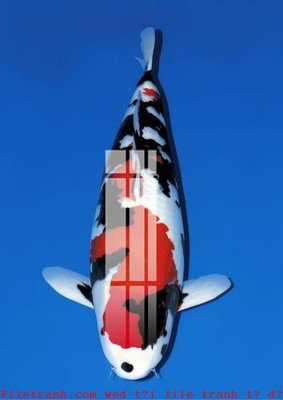 File gốc File gốc in tranh tổng hợp K49772 (cho in ấn) từ Filetranh.com