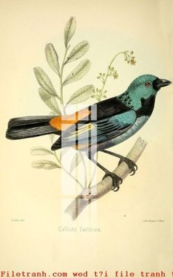 File tranh File gốc in tranh tổng hợp K49867 (file gốc) chủ đề phong thủy