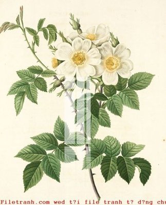 File tranh in tráng gương File gốc in tranh tổng hợp K50966 (siêu nét)