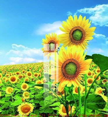 File in trần File gốc in tranh tổng hợp K51017 (file gốc) xuyên sáng