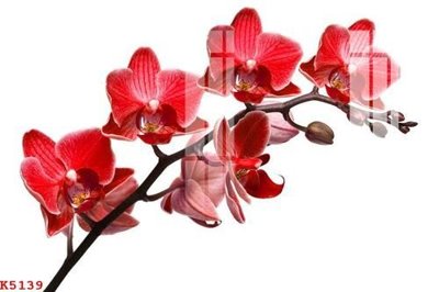 File in ấn chuyên nghiệp File gốc in tranh tổng hợp K5139 (file gốc)