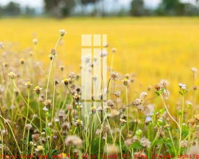 File tranh gốc File gốc in tranh tổng hợp K51750 (sắc nét từng chi tiết)