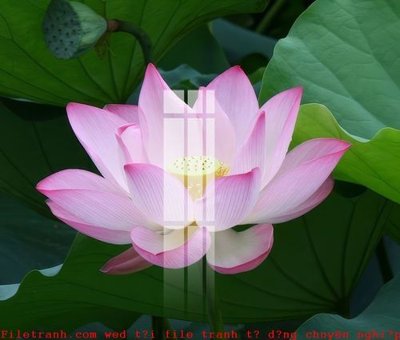 Tải file PSD File gốc in tranh tổng hợp K52091 (nguyên layer) để in