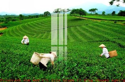 File ảnh File gốc in tranh tổng hợp K53451 (gốc) in PP, decal