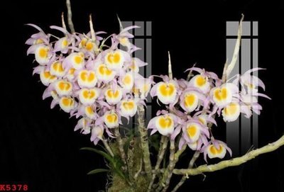 File tranh File gốc in tranh tổng hợp K5378 (bản gốc) treo quán cafe