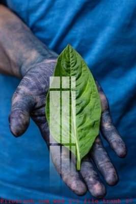 Tải về file tranh gốc File gốc in tranh tổng hợp K53894 (để in quảng cáo)