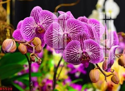 File gốc File gốc in tranh tổng hợp K5528 (in lụa) tranh thuận buồm