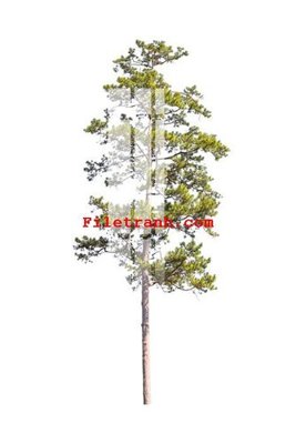 File PSD File gốc in tranh nền tường tổng hợp K59053 (gốc) cho designer