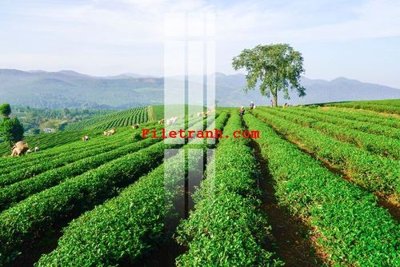 File tranh File gốc in tranh nền tường tổng hợp K59116 (gốc) chủ đề trẻ em