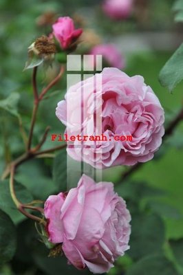 Download file ảnh gốc File gốc in tranh nền tường tổng hợp K59188 để in ấn