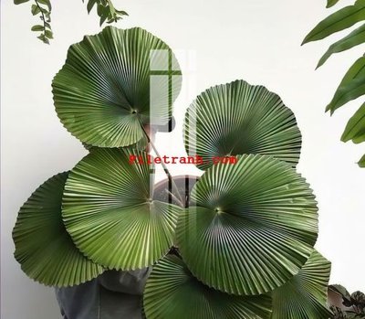 File ảnh File gốc in tranh nền tường tổng hợp K59383 (gốc) in biển hiệu