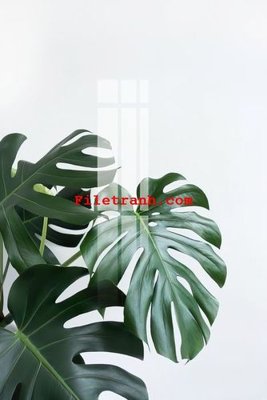 Tải file File gốc in tranh nền tường tổng hợp K59402 (gốc) chủ đề hoa sen