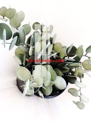 File tranh in mica File gốc in tranh nền tường tổng hợp K59404 (độ phân giải cao)