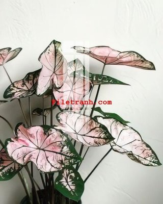 File ảnh File gốc in tranh nền tường tổng hợp K59405 (gốc) cho trang trí nhà hàng