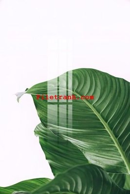 File PSD File gốc in tranh nền tường tổng hợp K59423 (gốc) cho in quảng cáo