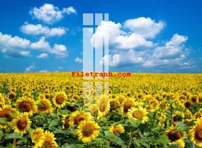 Tải file File gốc in tranh nền tường tổng hợp K59759 (ảnh gốc) độ phân giải 300dpi