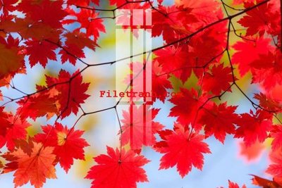 File in lụa File gốc in tranh nền tường tổng hợp K59822 (chất lượng cao) File gốc in tranh nền tường tổng hợp K59822