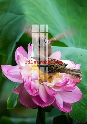 Hình ảnh file gốc in lụa File gốc in tranh nền tường tổng hợp K60052