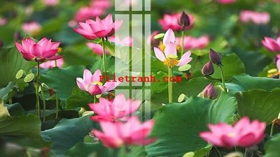 File PSD File gốc in tranh nền tường tổng hợp K60168 (chất lượng in ấn)