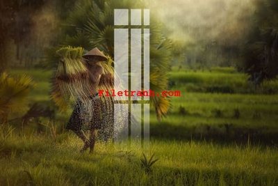 File ảnh File gốc in tranh nền tường tổng hợp K60335 (gốc) cho trang trí nhà hàng