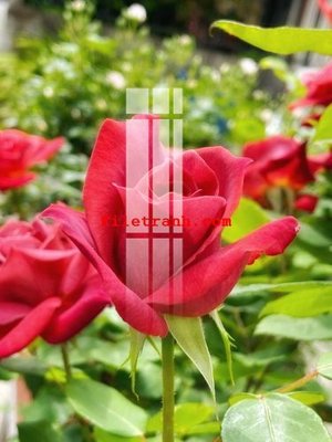 Chi tiết file tranh tráng gương File gốc in tranh nền tường tổng hợp K60381 (ảnh gốc)