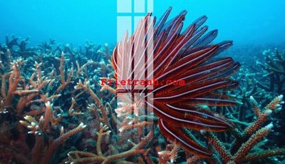 Download file gốc File gốc in tranh nền tường tổng hợp K61459 (in lụa) hoa lá