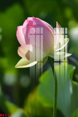 File PSD File gốc in tranh tổng hợp K6174 (bản gốc) chất lượng nhất