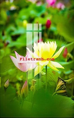 File tranh File gốc in tranh nền tường tổng hợp K61793 (gốc) chủ đề thiên nhiên