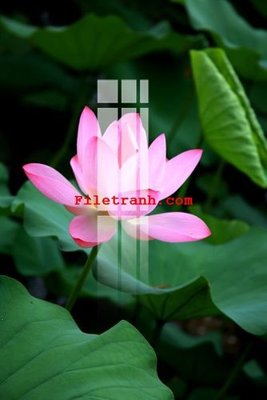 Tải file gốc File gốc in tranh nền tường tổng hợp K61811 (để in lụa)