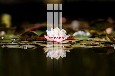 Download file gốc File gốc in tranh nền tường tổng hợp K61812 (in lụa) tranh 3D