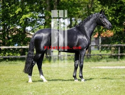 File in mica File gốc in tranh nền tường tổng hợp K62242 (ảnh gốc) đẹp