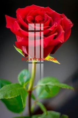 Tải file File gốc in tranh nền tường tổng hợp K62279 (ảnh gốc) file TIFF