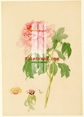 File gốc File gốc in tranh nền tường tổng hợp K62368 (in tráng gương) sang trọng