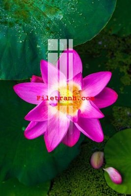 Tải file File gốc in tranh nền tường tổng hợp K62637 (gốc) làm file tranh quảng cáo