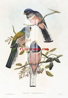 File in trần File gốc in tranh nền tường tổng hợp K62755 (bản gốc) 5D