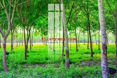 Download file gốc File gốc in tranh nền tường tổng hợp K62777 (độ nét cao)