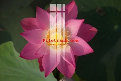 Tải file gốc File gốc in tranh nền tường tổng hợp K63083 (in tráng gương) 3DFile gốc File gốc in tranh nền tường tổng hợp K63083 (sẵn sàng in) chất lượng cao