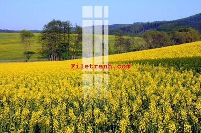 File in ấn chuyên nghiệp File gốc in tranh nền tường tổng hợp K63551 (file gốc)