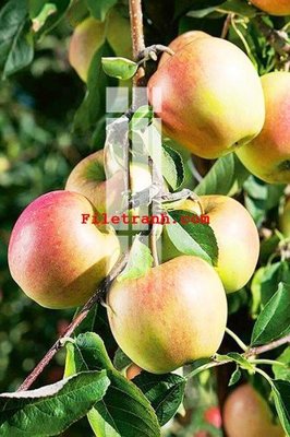 File tranh in trần 3D File gốc in tranh nền tường tổng hợp K64179 (ảnh gốc)