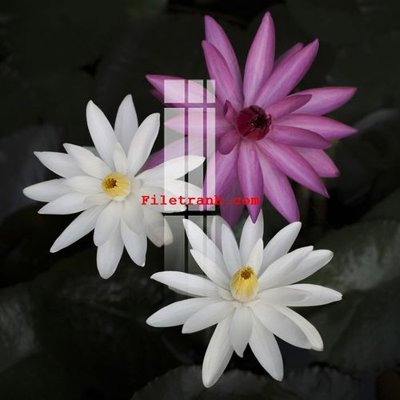 File gốc File gốc in tranh nền tường tổng hợp K64419 (in mica) trang trí