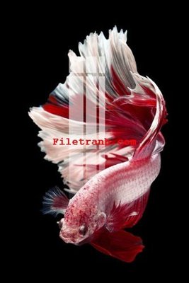 Download file tranh File gốc in tranh nền tường tổng hợp K64800 (file gốc PSD)