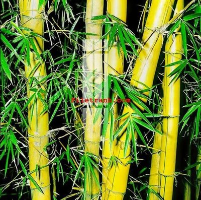 File tranh in tráng gương File gốc in tranh nền tường tổng hợp K64913 (siêu nét)