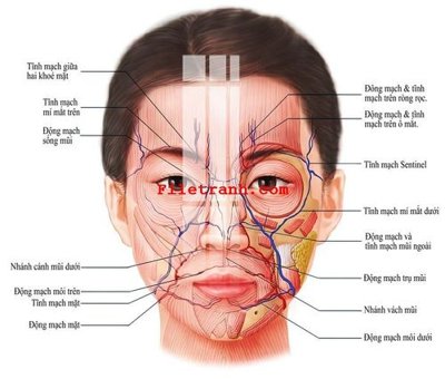 File gốc File gốc in tranh nền tường tổng hợp K65606 (in 3D) cho trang trí