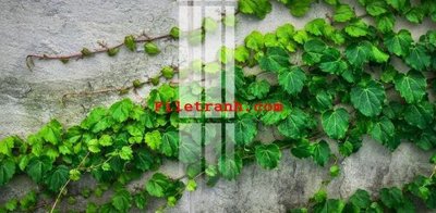 File in lụa File gốc in tranh nền tường tổng hợp K65908 (hoa văn) File gốc in tranh nền tường tổng hợp K65908