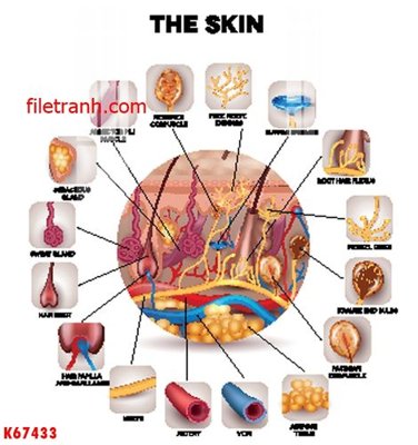Tải file gốc File gốc in tranh nền tường tổng hợp K67433 (in bạt) quảng cáo