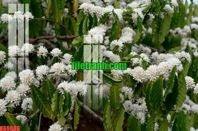 File ảnh File gốc in tranh nền tường tổng hợp K69086 (gốc) cho trang trí nhà hàng