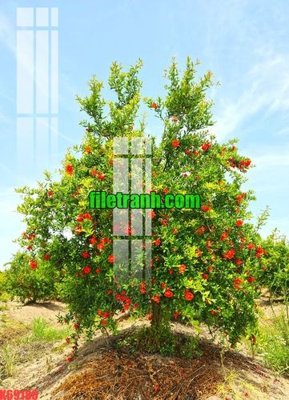 File tranh gốc File gốc in tranh nền tường tổng hợp K69180 chủ đề hiện đại