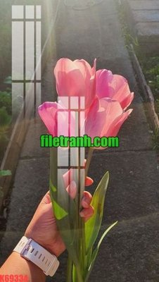 File ảnh File gốc in tranh nền tường tổng hợp K69334 (gốc) in PP, decal